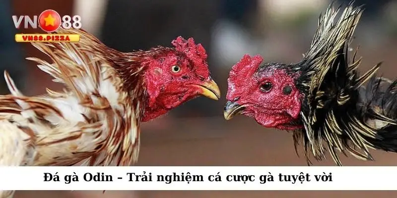 đá gà Odin