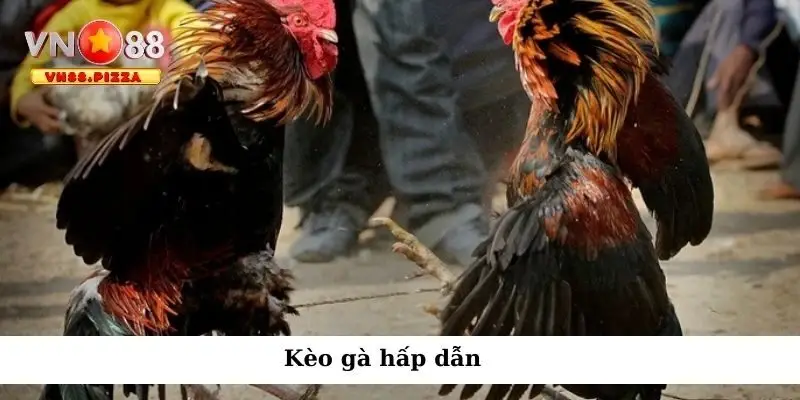 Kèo gà hấp dẫn