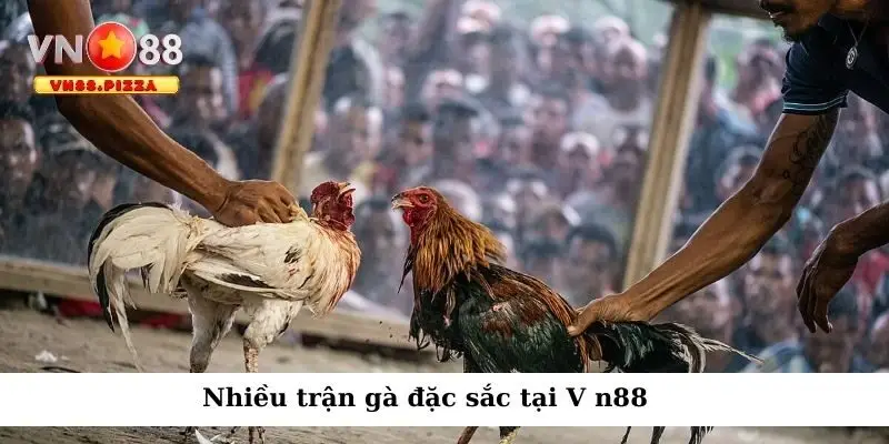 Nhiều trận gà đặc sắc tại V n88