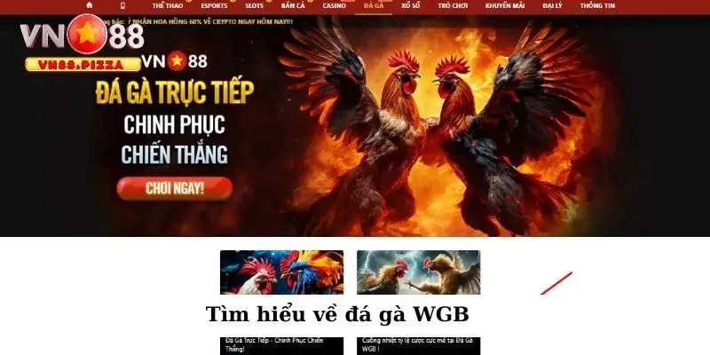 Tìm hiểu về đá gà WGB